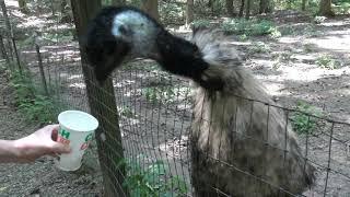 Coconut Daddy Feeds The Animals