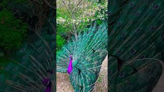 Peacock Bird,  Most  different videos & Mor Peacock dance #pravinthakor #peacock  part-218