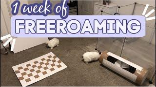 I FINALLY TRIED FREE ROAMING?| daily rabbit routine| new setup| initial thoughts| My Pawfect Family