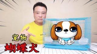 【蒋小浪】小浪花2500元开箱一只“蝴蝶犬”汪星人，狗狗蠢萌的样子超可爱！