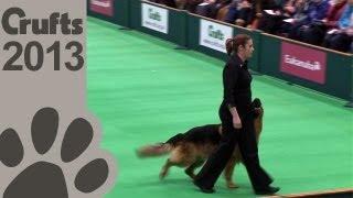 Obedience Dog Championships - Day 3 - Crufts 2013 (Jenny Gould & Zakanja Bitter 'N' Twisted)