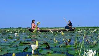 आज सुबह का सफर नदी में जहा से लेके आये वाटर लिली जिससे बनाया बारिश में चाय पकोड़ा | Journey to river