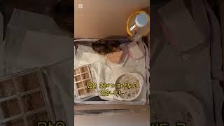 좌충우돌 별이의 일상 스토리