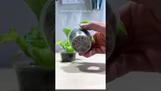 How to Identify a Root-Bound Plant
