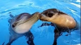 Heart Touching Animal Videos That will Make You Cry. Most Touching Animal Stories.