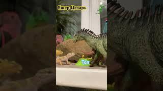 Ящер Цезарь и громила #ящерица #видео #животные #динозавр #шортс #дети #россия #эублефар