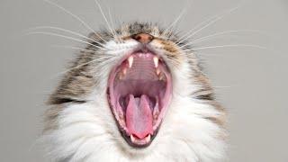 Ultimate compilation of yawning cats