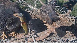 SUNNY & GIZMO HONE SURVIVAL SKILLS! SYNCHRONIZED FLIGHTS TO NEST TO CLAIM SHADOW'S 2 FISH  6.20.25