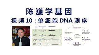 【陈巍学基因】视频10：单细胞DNA测序