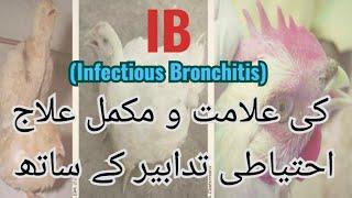 IB Infectious Bronchitis Disease ! IB Problems in Poultry