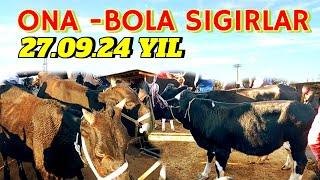 ONA-BOLA SIGIRLAR SOTILADI SIRDARYO MOL BOZORIDA 