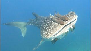 Panama - Isla de Coiba - Tauchen - Walhai - Diving - Whaleshark