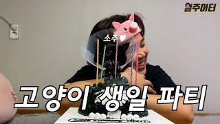 [치팅데이] 고양이 생일인데 집사가 더 신났습니다. (Feat. 소주 근황)