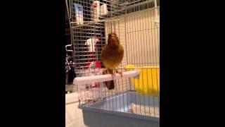 Fife Canary's Song.