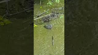 Vogel beim Baden -- Lebensabendvision.de