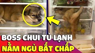 Bé cún chui vào 'TỦ LẠNH' ngủ cho mát khiến Sen 'BẤT LỰC' vì tiền điện tháng này lạ lắm  Gâu Đần