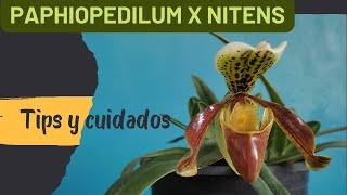 Orquídea Paphiopedilum x nitens, tips y cuidados para su cultivo. #orquideas #orchids