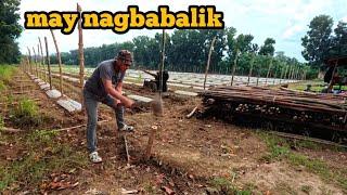 PAGTATAYO NG BALAG NG AMPALAYA ( day 2)