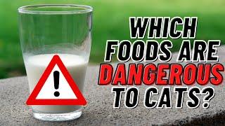 Household Foods That Are Dangerous to Cats 