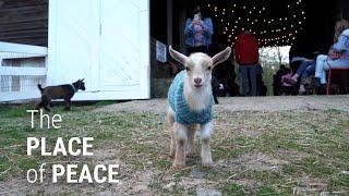 Meet the goats bringing peace during dark days