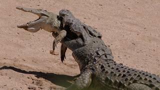 Why Saltwater Crocodiles Eat Their Own Kind?