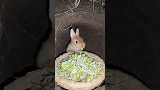 Little rabbit eating bean sprouts Cute pet debut plan Rabbit rural cute pet