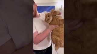 Ginger cats do be like that #catsshorts #dailyfunny #funny #funnyanimals #gingercats #funnycats