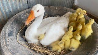 Amazing Pekin Duckling Hatching From Eggs - Nee Baby Duck Born