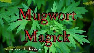 The Magic of Mugwort - Mystery Witch School