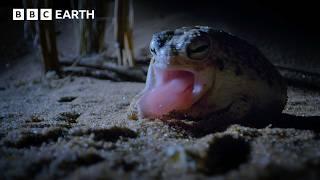 This Tiny Frog is a Deadly Hunter in the Dark | 4K UHD | BBC Earth