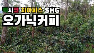 마야문명이 숨쉬는 멕시코 SHG 치아파스 오가닉 커피농장#MEXICO CHIAPAS ORGANIC COFFEE FARM