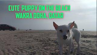 Wakra DOHA,QATAR puppy on the beach.