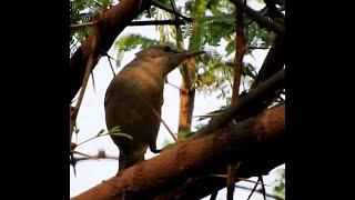 Blyth’s Reed Warbler - 2