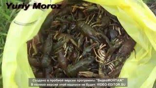 Ловля раков весной  | Ловля раков  | Как ловить раков  | Catch Crayfish