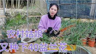 小朱又脱盆了40棵兰草，10多年无人管理，叶子丑根系却很发达