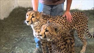 Cheetahs with Luke at Southwick's Zoo in Mendon MA