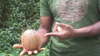 water divining using egg and coconut