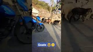 Goats On Road videos #shorts