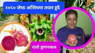 रातो ड्रागनफल चाडै तयार हुँदै | Red Dragon Fruit is Ready soon #dragonfruit #paradiseagro #c_variety