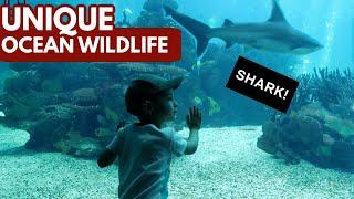 OCEANARIO Lisboa | Best OCEANARIUM in the world? | Voyage through Portugal