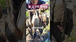 꿀고구마 한포기 9개 달렸어요|선재작은농장