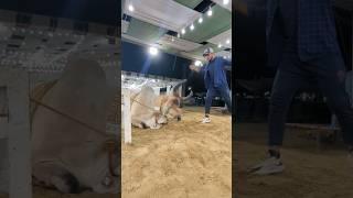 Most Dangerous Kankrage Bull In Cow Mandi 2024 |  Dangerous Cow Attack In My Friend 