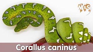 Grüner Hundskopfschlinger | Corallus caninus