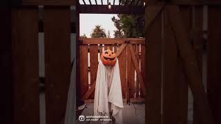 2022 Bay Area Pumpkin Patches