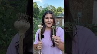 Elephant garlic and walking onions  #gardenharvest #gardeninspiration #gardening #urbangardening