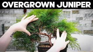 Pruning an Overgrown Juniper Bonsai