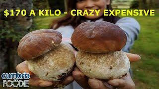 $170 / £130 per kilo for these Mushrooms , that`s just crazy.