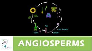 ANGIOSPERMS