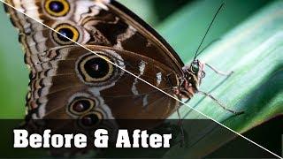 Editing a Butterfly Photo using Lightroom - Free Photo Download!