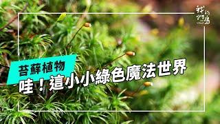 走進苔蘚綠世界｜種植熱潮背後課題(公視我們的島 第1279集 2024-10-28)